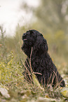 black American Cocker Spaniel