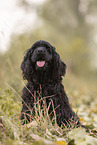 black American Cocker Spaniel