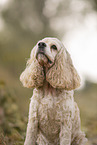American Cocker Spaniel Portrait