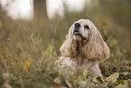 lying American Cocker Spaniel
