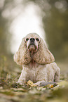 lying American Cocker Spaniel