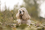 lying American Cocker Spaniel