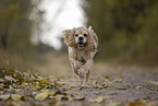 running American Cocker Spaniel