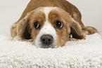 American Cocker Spaniel