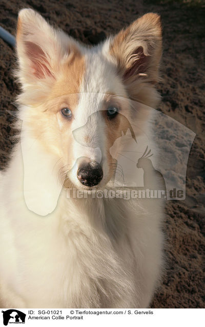 American Collie Portrait / SG-01021