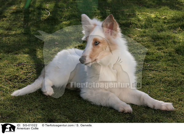American Collie / SG-01022