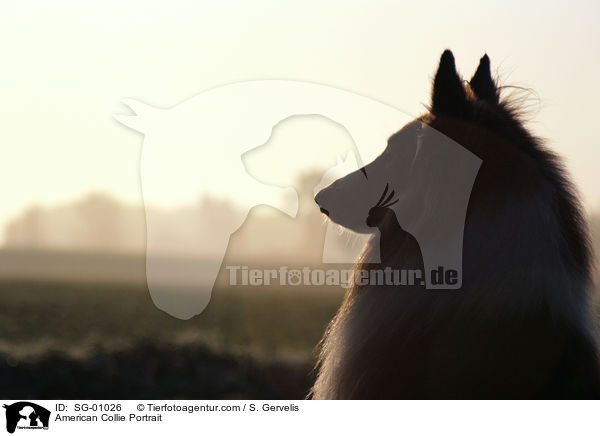 American Collie Portrait / SG-01026