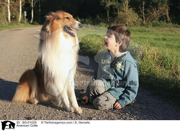 Amerikanischer Collie / American Collie / SG-01029