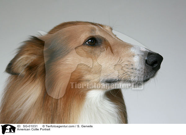 Amerikanischer Collie Portrait / American Collie Portrait / SG-01031