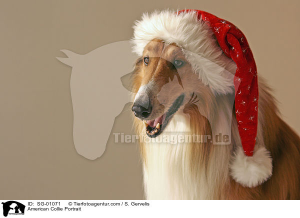 American Collie Portrait / SG-01071