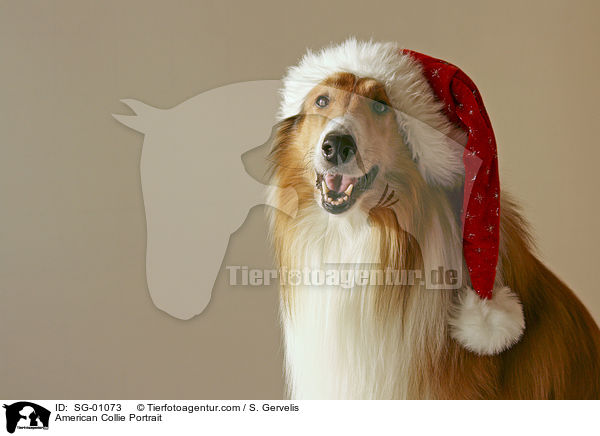Amerikanischer Collie Portrait / American Collie Portrait / SG-01073