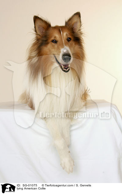 lying American Collie / SG-01075