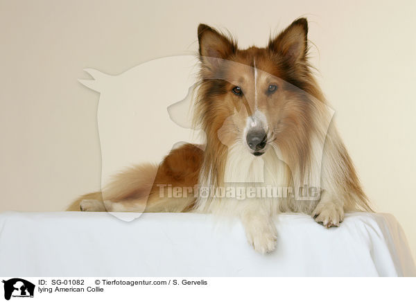 lying American Collie / SG-01082