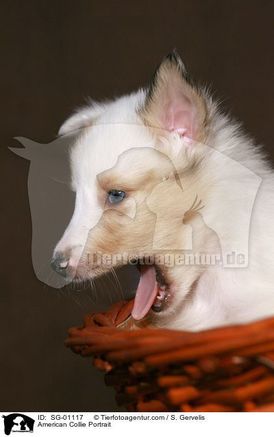 American Collie Portrait / SG-01117