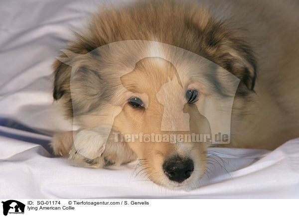 liegender Amerikanischer Collie / lying American Collie / SG-01174