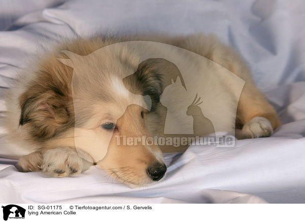 lying American Collie / SG-01175