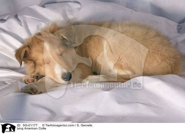 lying American Collie / SG-01177