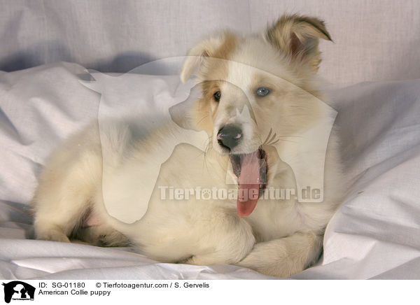 American Collie puppy / SG-01180