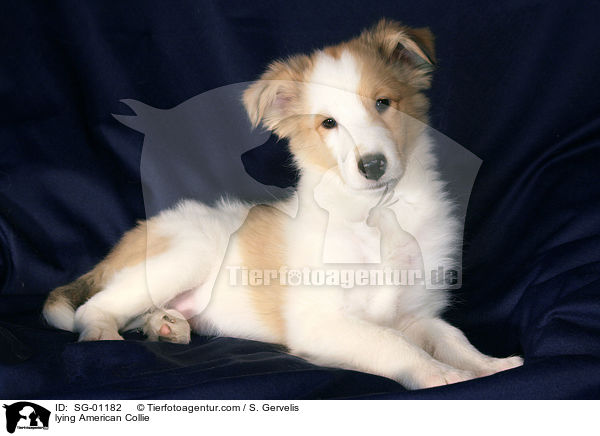 lying American Collie / SG-01182