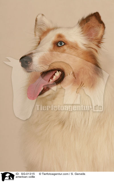 american collie / SG-01315