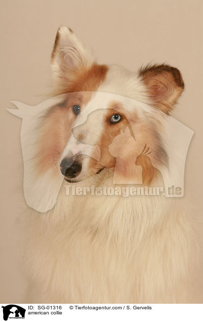 american collie / SG-01316