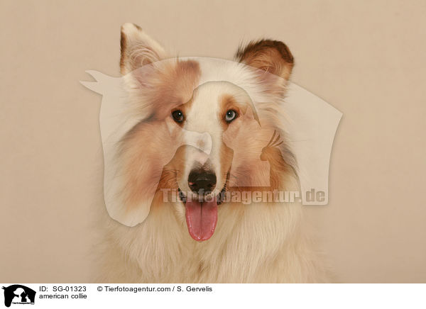 american collie / SG-01323