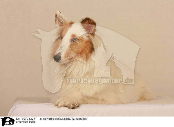 american collie / SG-01327