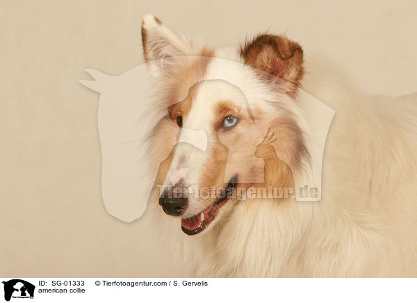 american collie / SG-01333