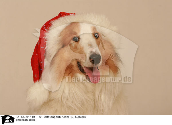 Amerikanischer Collie / american collie / SG-01410