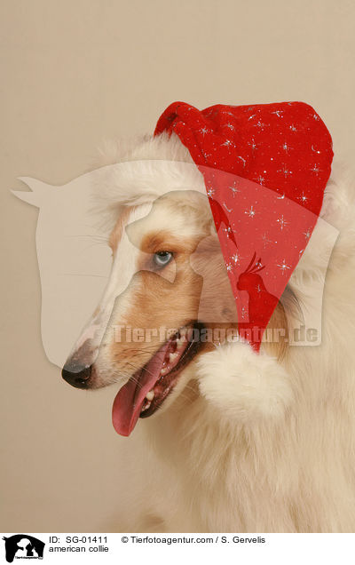 Amerikanischer Collie / american collie / SG-01411