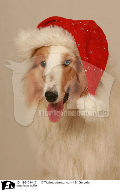 Amerikanischer Collie / american collie / SG-01412