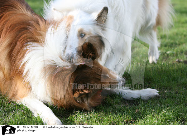 playing dogs / SG-01630