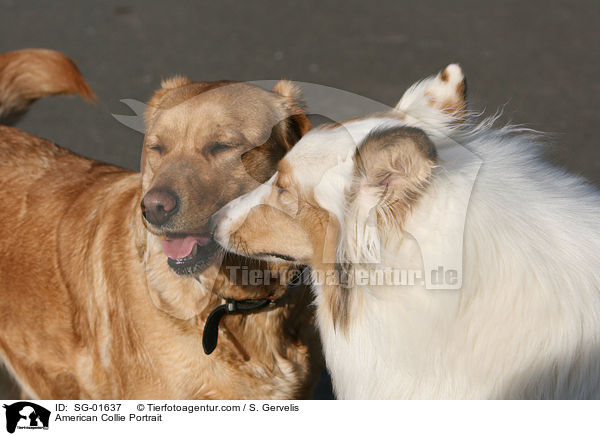 American Collie Portrait / SG-01637