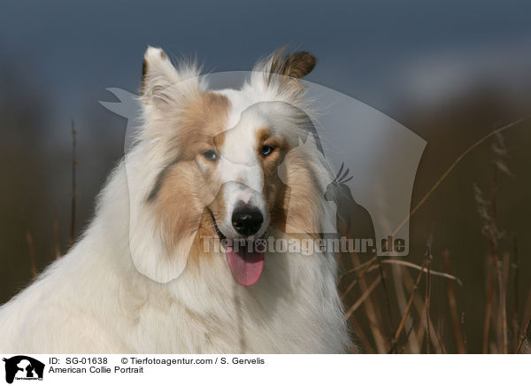American Collie Portrait / SG-01638