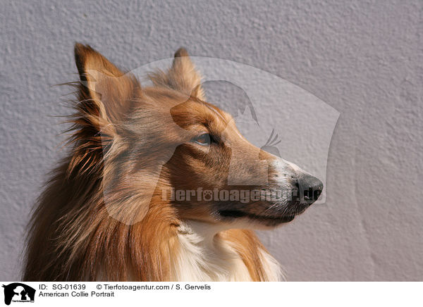 American Collie Portrait / SG-01639
