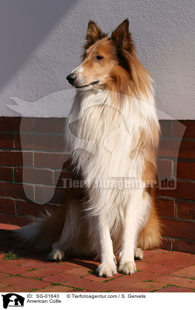 American Collie / SG-01640