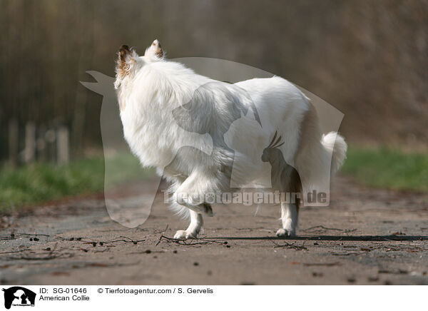 American Collie / SG-01646