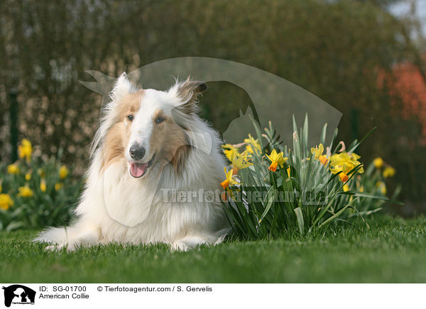 American Collie / SG-01700