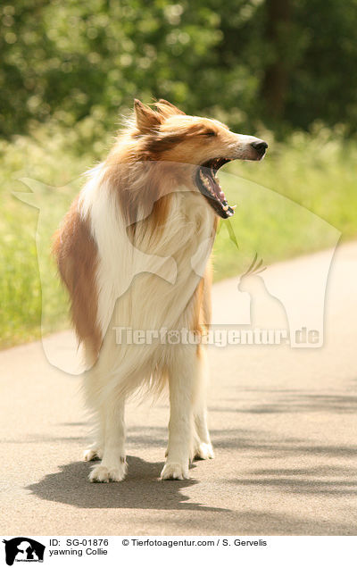 ghnender Collie / yawning Collie / SG-01876
