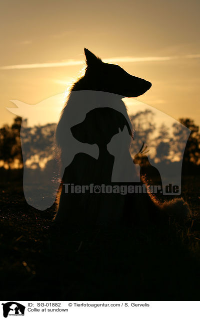 Collie im Sonnenuntergang / Collie at sundown / SG-01882