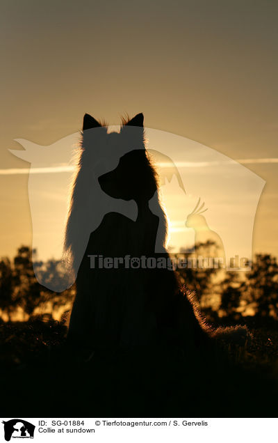 Collie im Sonnenuntergang / Collie at sundown / SG-01884