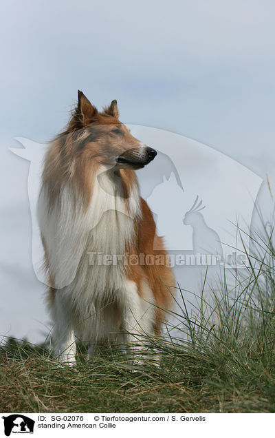 standing American Collie / SG-02076