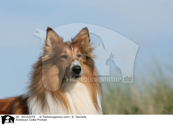 American Collie Portrait / SG-02078