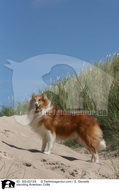 standing American Collie / SG-02129