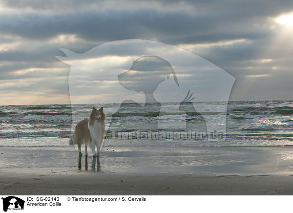 American Collie / SG-02143