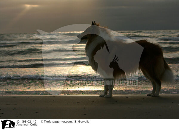 American Collie / SG-02145