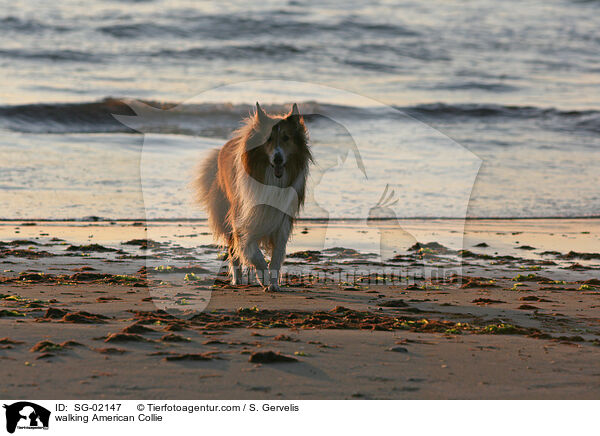 laufender Amerikanischer Collie / walking American Collie / SG-02147