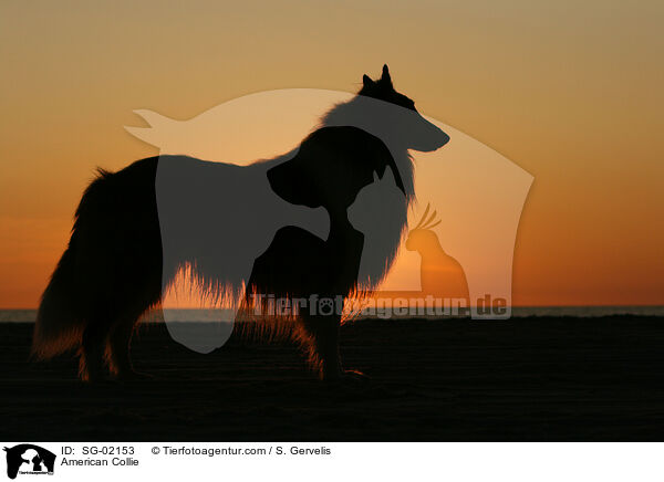 American Collie / SG-02153