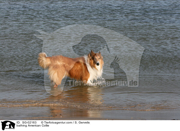 bathing American Collie / SG-02163
