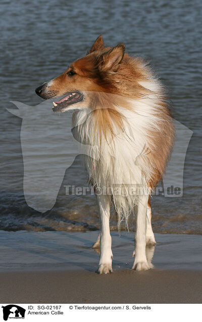 American Collie / SG-02167